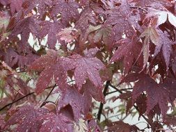 Dew Water on red leaves