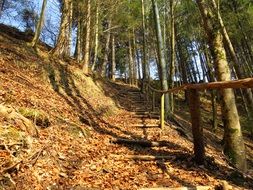 Forest path in spring