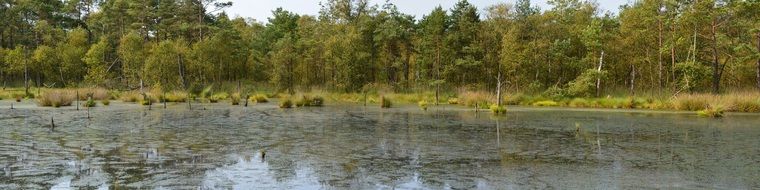 panoramic view of the pietz moor swamp in lower saxony