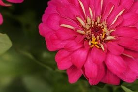 pink mexican rose close-up on blurred background