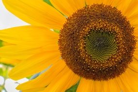 yellow sunflower in macro