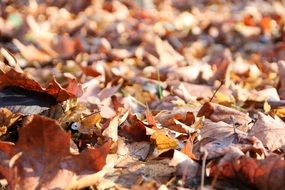 closeup photo of dry autumnal leaves in sunny day