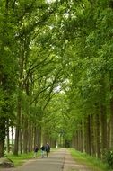 pedestrian avenue among tall green trees