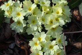 Primrose flowers in spring