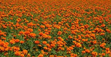 cultivation of marigold flower