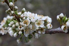 fresh blooming apple tree