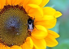 bumblebee on a bright sunflower