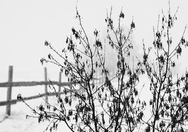 dry bush among the winter landscape