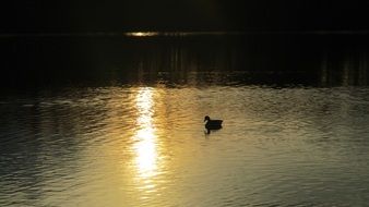 duck on the lake at sunset