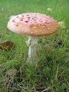 mushroom in green plants autumn nature