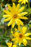 bright yellow Geese Flower