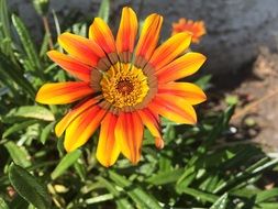 orange Yellow garden Flower bloom
