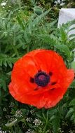 red poppy on green grass