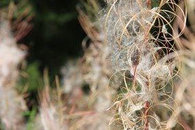 plant with fluffy seeds close-up