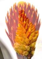 blooming orange bromelia