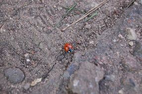 extraordinary Ladybird Macro