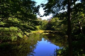 pond among the forest on a sunny day