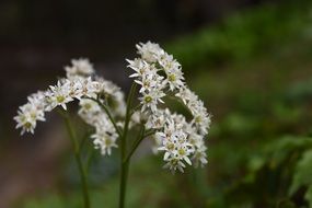 white wildflowers on blurry background