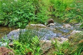 Cascade in a forest