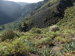vegetation near a volcano on the island of gran canaria