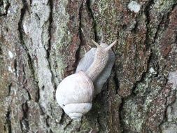 big white snail on a tree