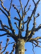 dry Tree Kahl Aesthetic Sky Blue view