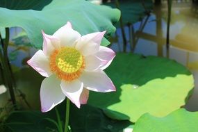 Picture of the lotus plant
