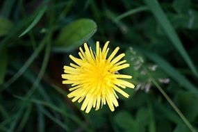 yellow dandelion in green grass close-up