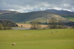 sheep on a green field in scotland