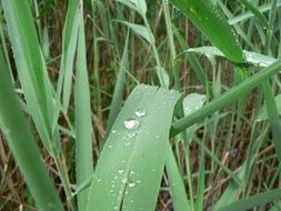 delightful Leaf Green