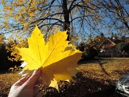 yellow autumn leaf of maple in hand under the bright sun