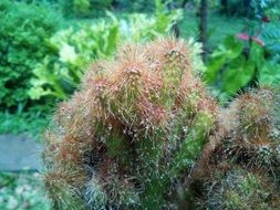fluffy cactus in the garden