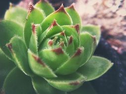 spiky succulent plant