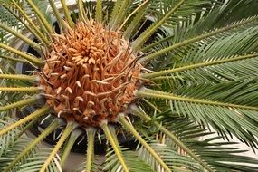 Palm Tree Plant