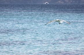 seagull flies over the beach near the ocean