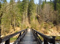 wooden bridge over the river near the forest