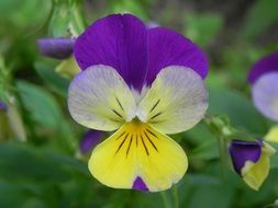 purple yellow pansy flower close-up