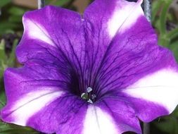 purple garden flower with white lines