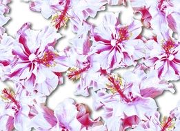 flowers as decor