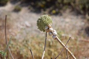 shells on the stem of a plant, mallorca