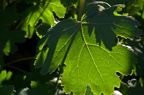 sunlight on the leaf