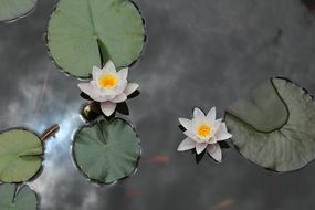 two white water lilies on a pond under the sun