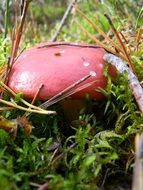 Red Mushrooms