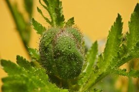 poppy bud with drop of water