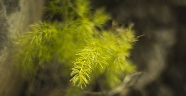 Grass India