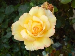 deuyellowish rose