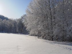 winter in the forest on a clear sunny day