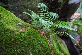 green moss and fern