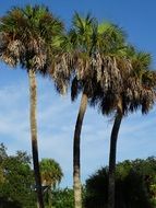 tropical sky over palm trees