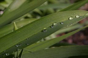 drop of water on the spring grass